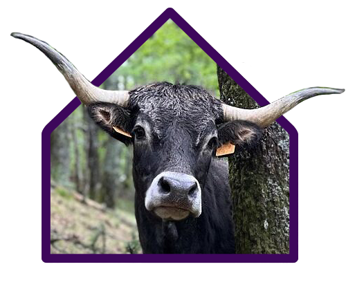Morada Cant&aacute;brica